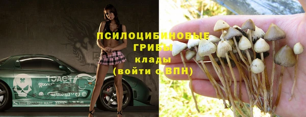 прущие грибы Абаза