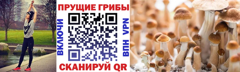 купить наркотик  Котово  кракен   Галлюциногенные грибы MAGIC MUSHROOMS 